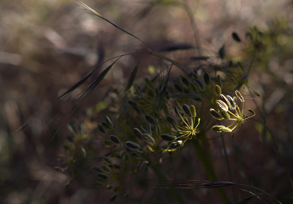 Medicinal plants used by members of the Yakama Nation grow near the Klickitat River, a tributary of the Columbia River, on Sunday, June 19, 2022, in Lyle, Wash. (AP Photo/Jessie Wardarski)