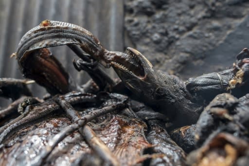 With not enough fish to meet demand, customers have turned to other sources of protein -- including smoked monitor lizard