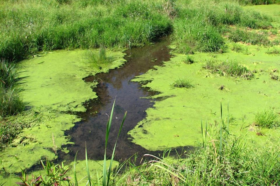 blue-green algae at edge of lake