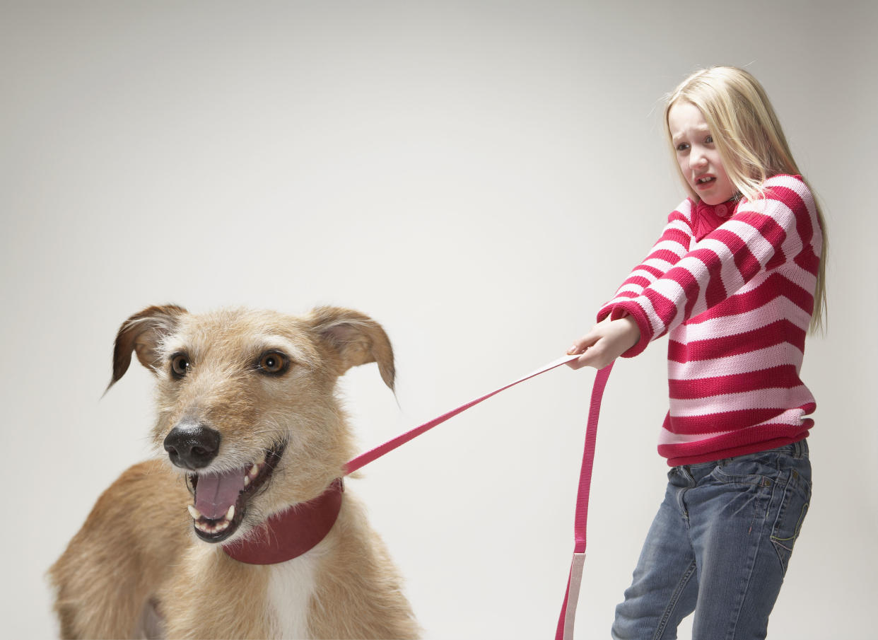 Que el paseo con tu perro sea divertido y no una tortura con el arnés favorito de Amazon. Foto: Getty Images. 