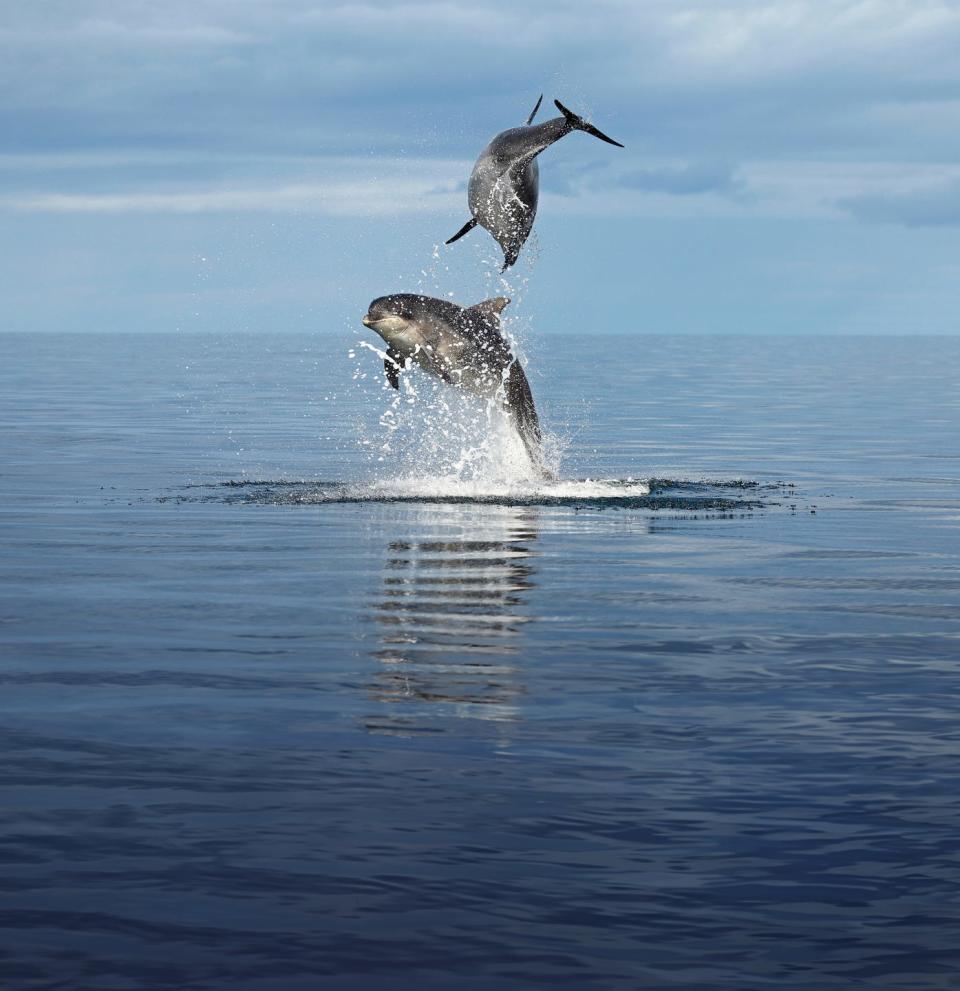 two bottlenose dolphins breach the water at chanonry point near inverness