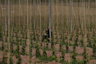 In this May 5, 2020, photo, a seasonal worker trains the growing hops by winding or tying two or three shoots clockwise to each string, at Stocks Farm in Suckley, Worcestershire. Britain’s fruit and vegetable farmers have long worried that the exit from the European Union would keep out the tens of thousands of Eastern European workers who come every year to pick the country’s produce. Now, the coronavirus pandemic has brought that feared future to the present. (AP Photo/Kirsty Wigglesworth)