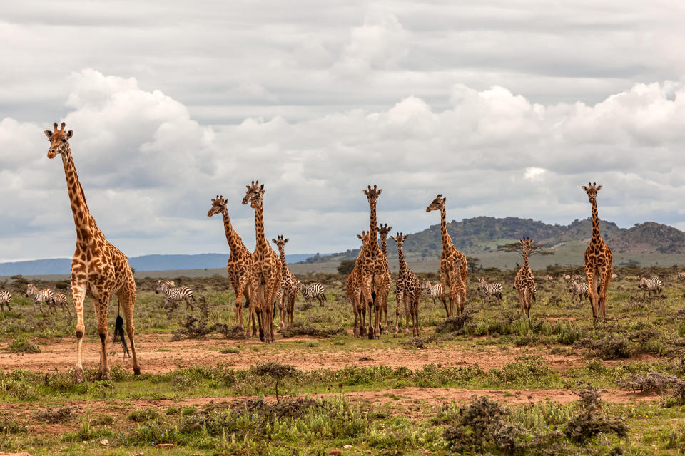 Masai Giraffe herd at wild with Plains Zebra Herd.