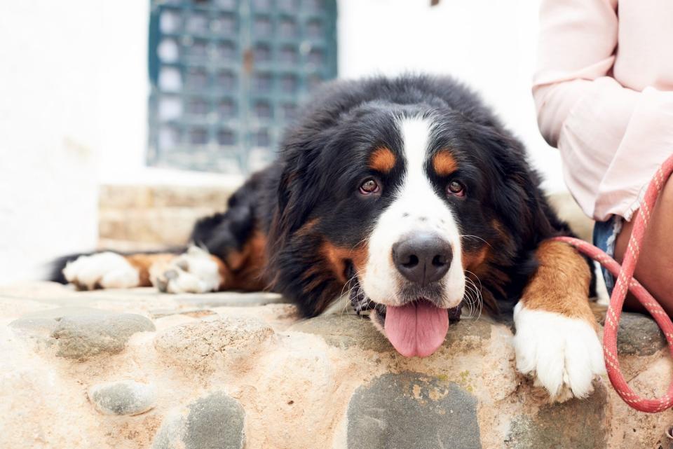 bernese mountain dog sitting on wall