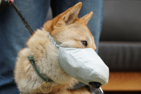 Hari, a one-and-a-half-year-old Korean Jindo dog wears a dog mask on a poor air quality day in Incheon, South Korea, March 15, 2019. REUTERS/Hyun Young Yi