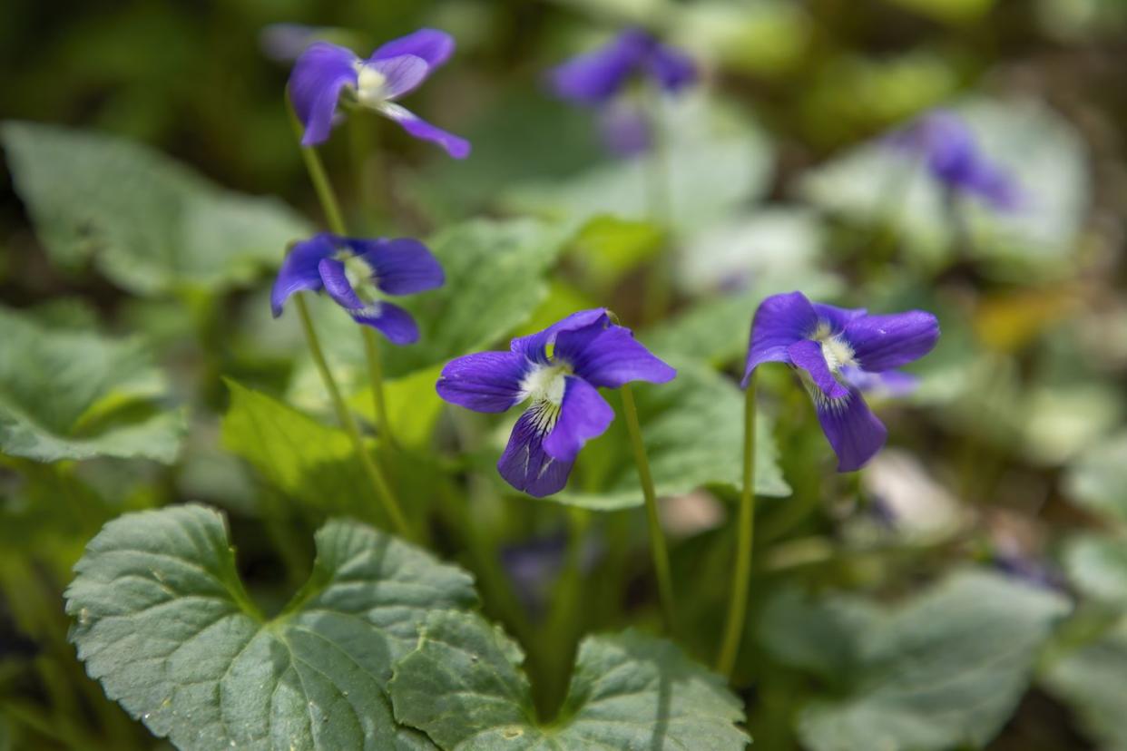 february birth month flower violet