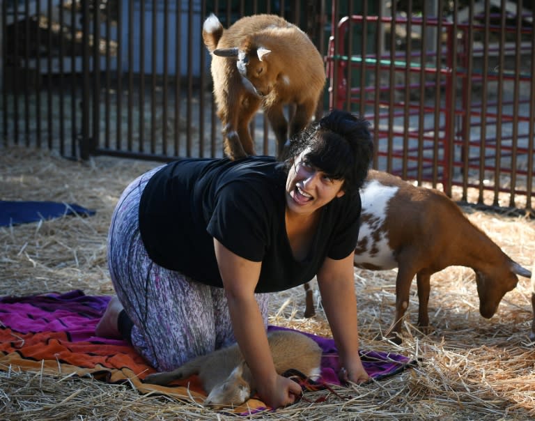 "Goat Yoga" is the latest fitness craze sweeping the United States