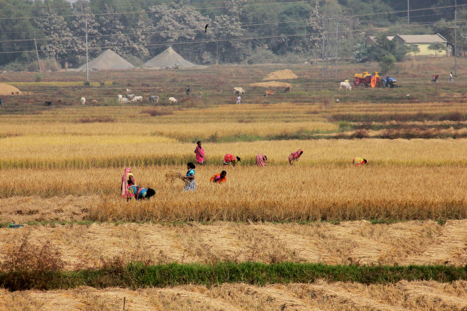 Local daily wage laborers and farmers work in agricultural paddy fields in Bhubaneswar, Odisha (STR/NurPhoto via Getty Images)