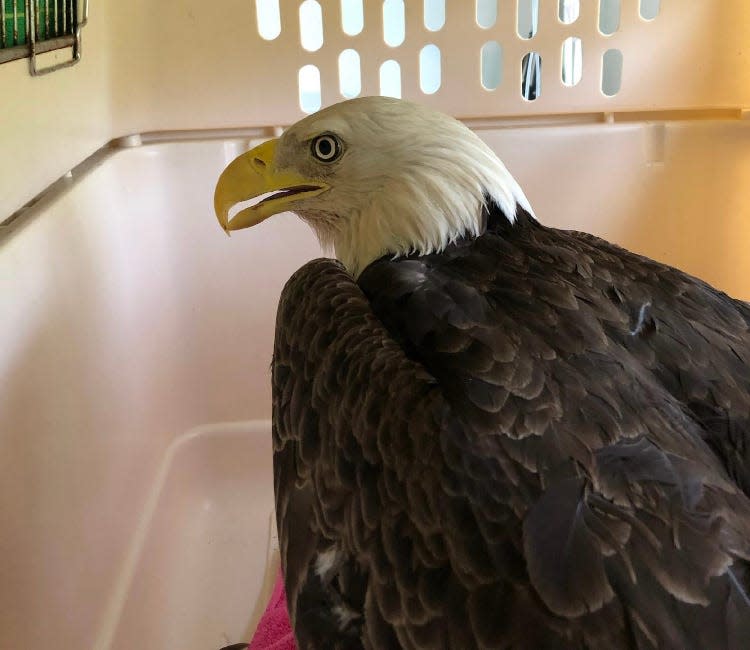 The unnamed eagle, on the mend at the Aark Wildlife Rehabilitation and Education Center in Chalfont, Bucks County on Tuesday, May 23, 2023.