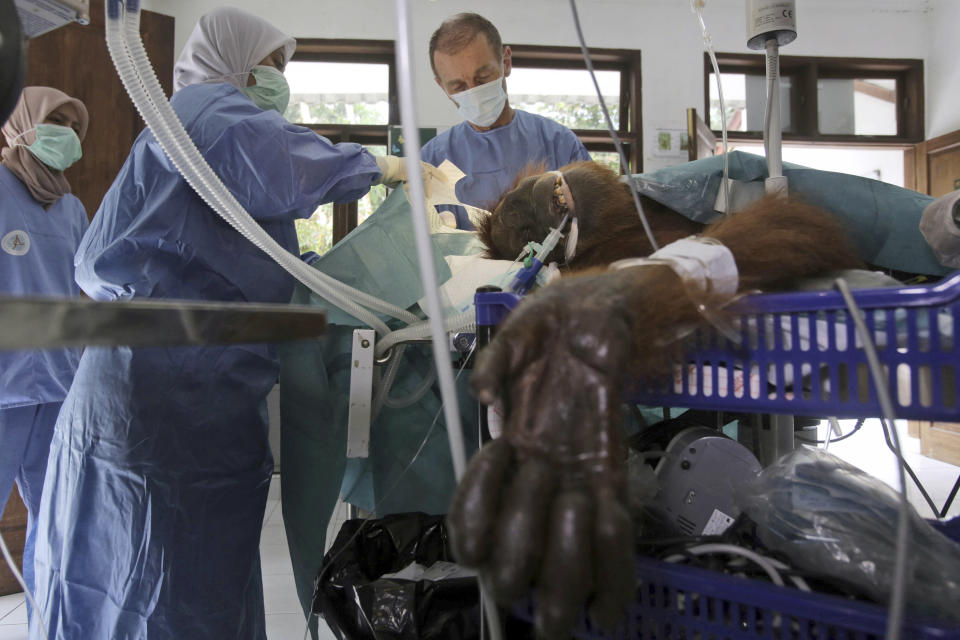 CAPTION CORRECTS TYPE OF SURGERY - In this photo taken on Sunday, March 17, 2019, volunteer orthopedic surgeon Andreas Messikommer of Switzerland, top center, conducts a surgery on a female orangutan named 'Hope' for infections in some parts of the body and to fix broken bones, at Sumatra Orangutan Conservation Programme (SOCP) facility in Sibolangit, North Sumatra, Indonesia. A veterinarian says the endangered orangutan that had a young baby has gone blind after being shot at least 74 times, including six in the eyes, with air gun. The baby orangutan died from malnutrition last Friday as rescuers rushed the two to the facility. (AP Photo/Binsar Bakkara)