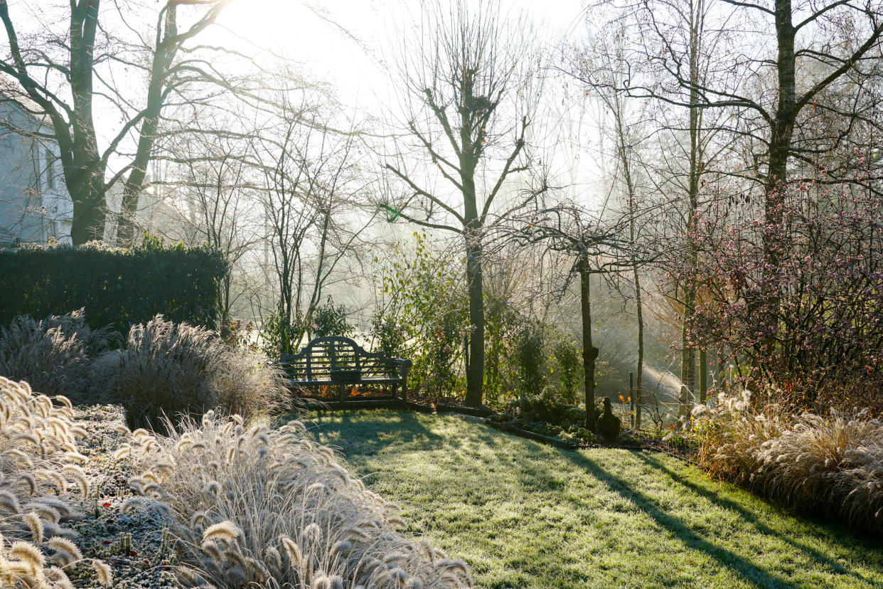  A frosty garden in winter. 