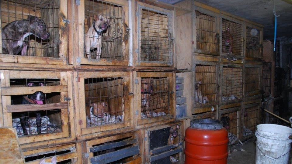 Roughly 50 dogs were found in a basement of a New York building supervisor in 2012. Many of the animals were discovered living in unsanitary conditions in crates and showed signs they'd been used for dog fighting. - ASPCA