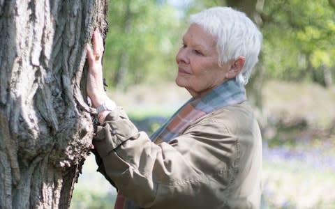Judi Dench said she considered the trees in her garden to be her extended family  - Credit: James Manisty