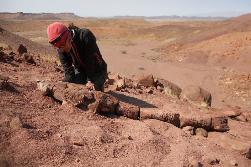 La científica Claudia Marsicano observa el esqueleto fósil de Gaiasia jennyae, una criatura parecida a una salamandra del Pérmico, en Namibia.