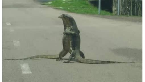  2隻蜥蜴在馬路上緊緊相擁。（圖／翻攝自中國報）