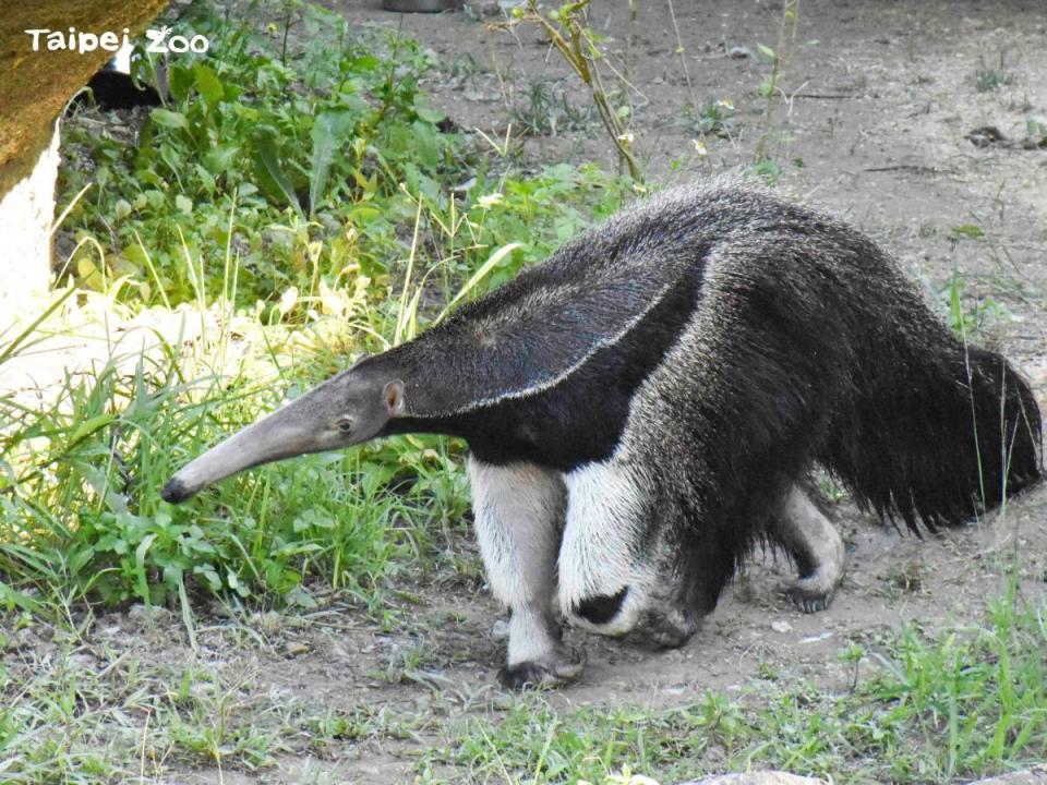 台北市立動物園的大食蟻獸「口袋莎」因難產虛弱，已於12月12日死亡。（圖：木柵動物園臉書）