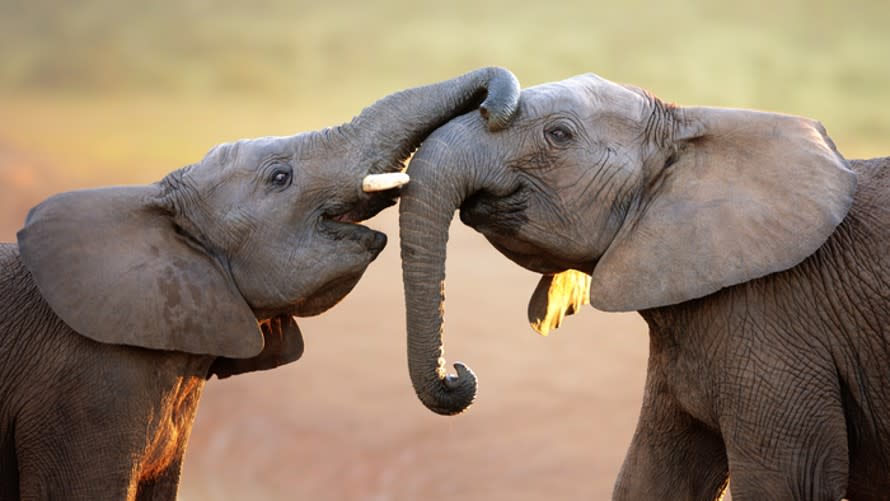  Two elephants greeting each other at the Addo Elephant National Park in South Africa. 