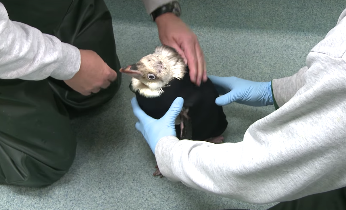 Cuteness overload: a penguin with feather loss got a tiny wetsuit to stay warm