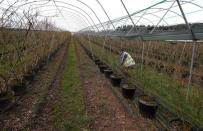 An Eastern European worker tends the fruit trees at Cobrey Farm in Ross-on-Wye, Britain, March 11, 2019. Picture taken March 11, 2019. REUTERS/Peter Nicholls