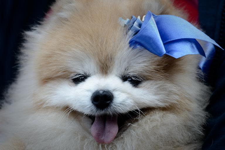 A dog in Hong Kong on February 23, 2014 where authorities are investigating a man's online claim to have killed a dog by putting it in a washing machine