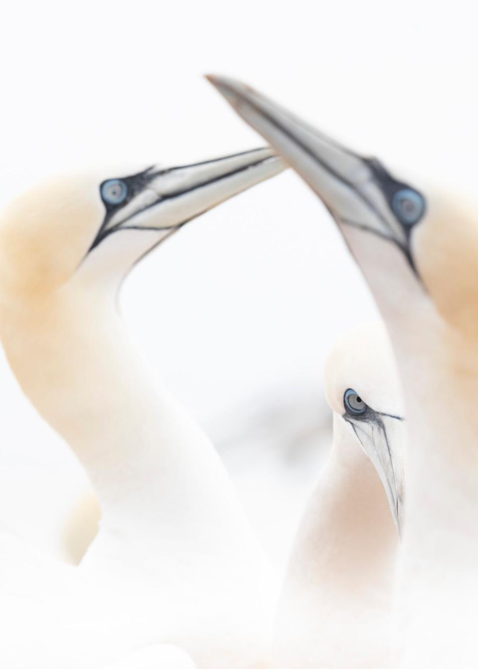 three birds: two looking at each other with a third staring at the camera 