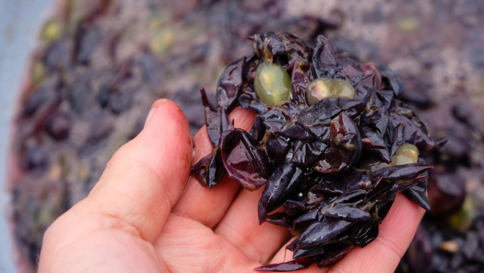 Solid remains of grapes. Skins, pulp, and seeds in winemaker's hand.