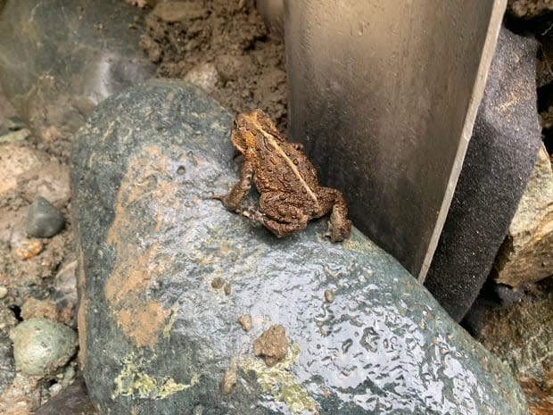 B.C.'s Ministry of Transportation is constructing a series of tunnels under the road network west of Duncan so that toads can safely migrate to breeding grounds at Wake Lake. (B.C. Ministry of Transportation and Infrastructure - image credit)