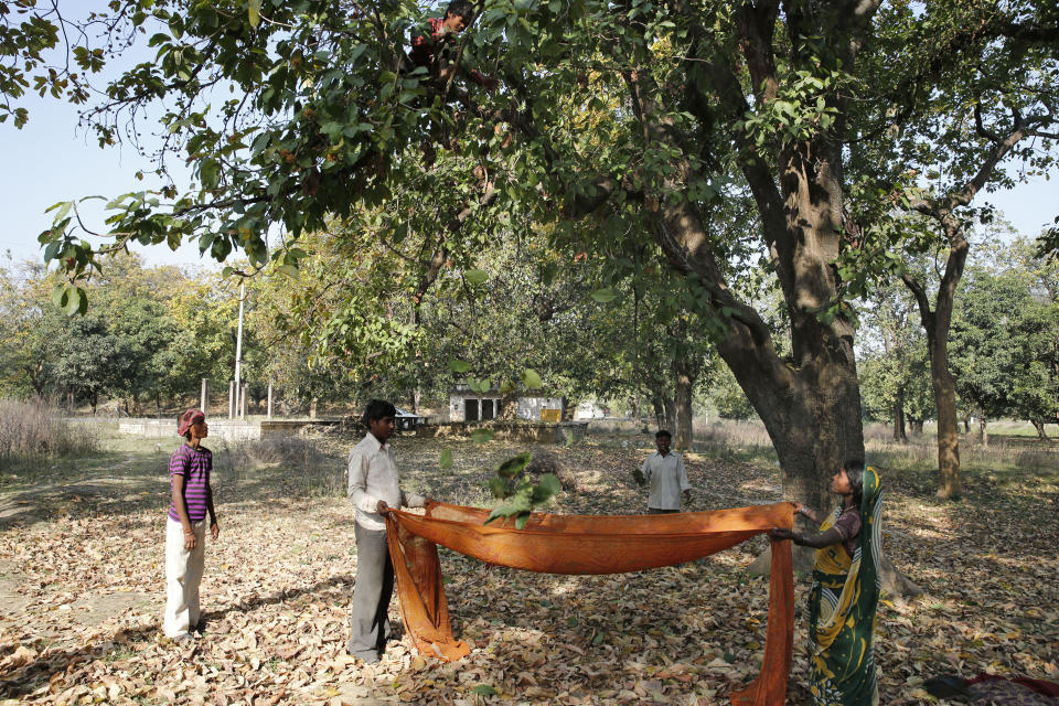 A March 22, 2014 file photo shows Indians collecting mahua leaves from a tree in a forest in Mirzapur, about 54 miles east of Allahabad, India. / Credit: Rajesh Kumar Singh/AP