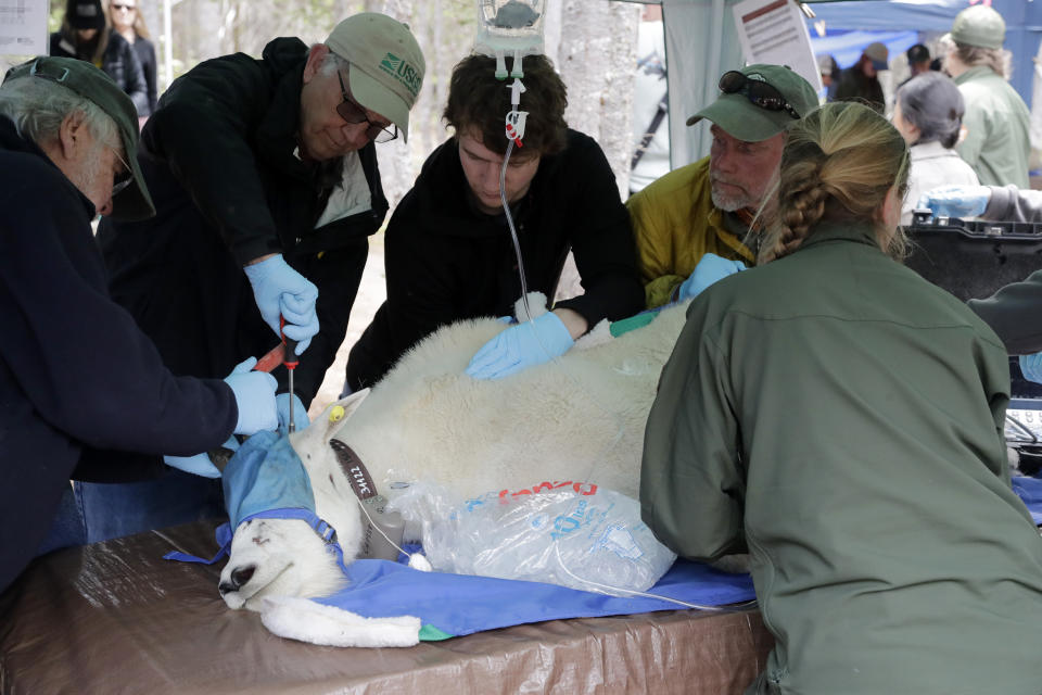 A billy mountain goat, blindfolded, hobbled and sedated, has a tracking collar put on him while also being examined by a team of veterinarians and assistants Tuesday, July 9, 2019, after being captured and airlifted to Hurricane Ridge in the Olympic National Park, near Port Angeles, Wash. For the second straight summer, mountain goats are flying in Olympic National Park. Officials this week began rounding up the sure-footed but nonnative mammals from remote, rugged parts of the park so they can be relocated into the Cascade Mountains, where they do belong. (AP Photo/Elaine Thompson)