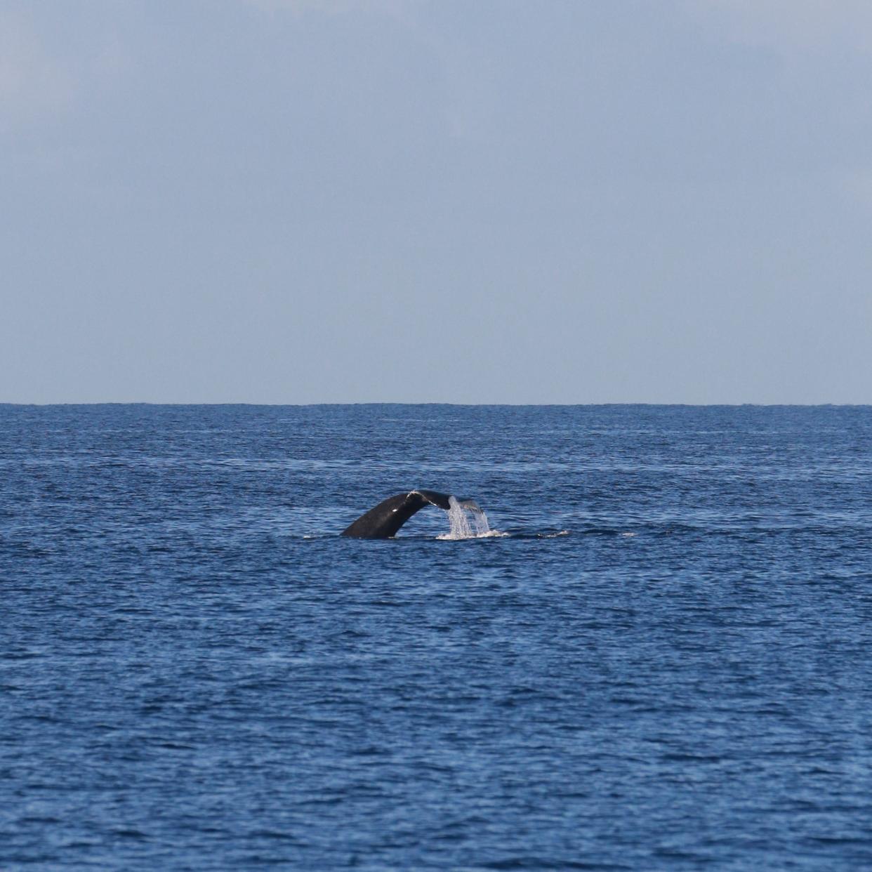 In the distance, we spot a humpback whale diving down and showing off its fluke, or tail. This is typically the finale of a dive.