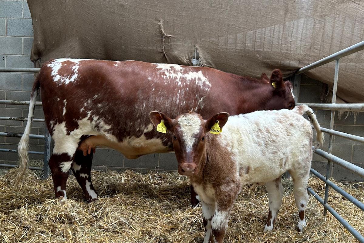 Cow and calf outfit Dale Rita and heifer calf Dale Valencia sold for 5,000gns <i>(Image: CCM Auctions)</i>