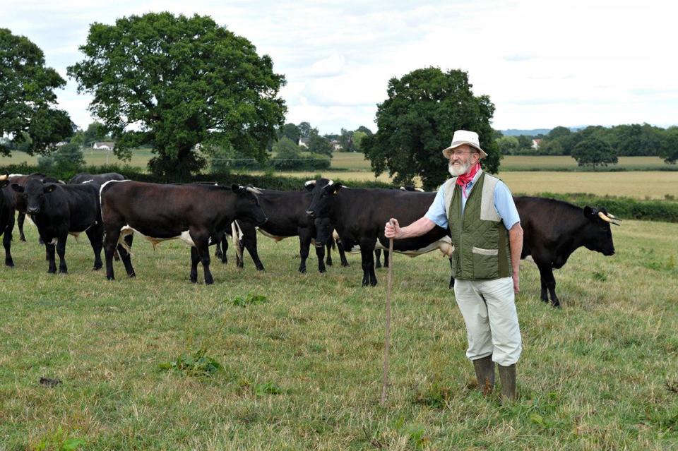 Eric Freeman with his Old Gloucester cattle