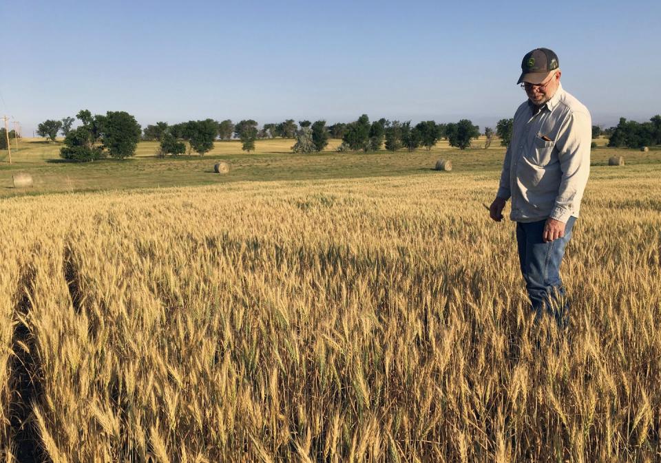 <span class="caption">During the 2017 flash drought, a North Dakota farmer stands in a wheat field that should have been twice as high at that point.</span> <span class="attribution"><a class="link " href="https://newsroom.ap.org/detail/PlainsDrought/6fbb416f8e92416cbf1ea37fef567c9c/photo" rel="nofollow noopener" target="_blank" data-ylk="slk:AP Photo/Blake Nicholson;elm:context_link;itc:0;sec:content-canvas">AP Photo/Blake Nicholson</a></span>