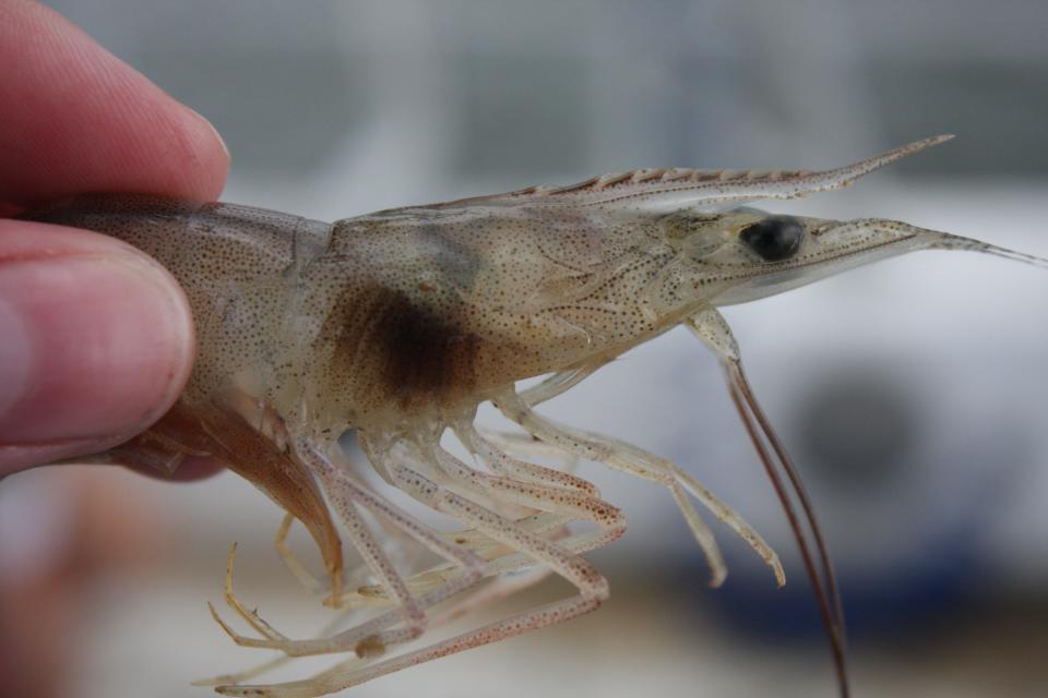 A shrimp with black gill.