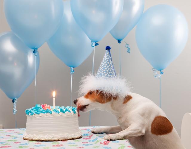 happy birthday cute puppies