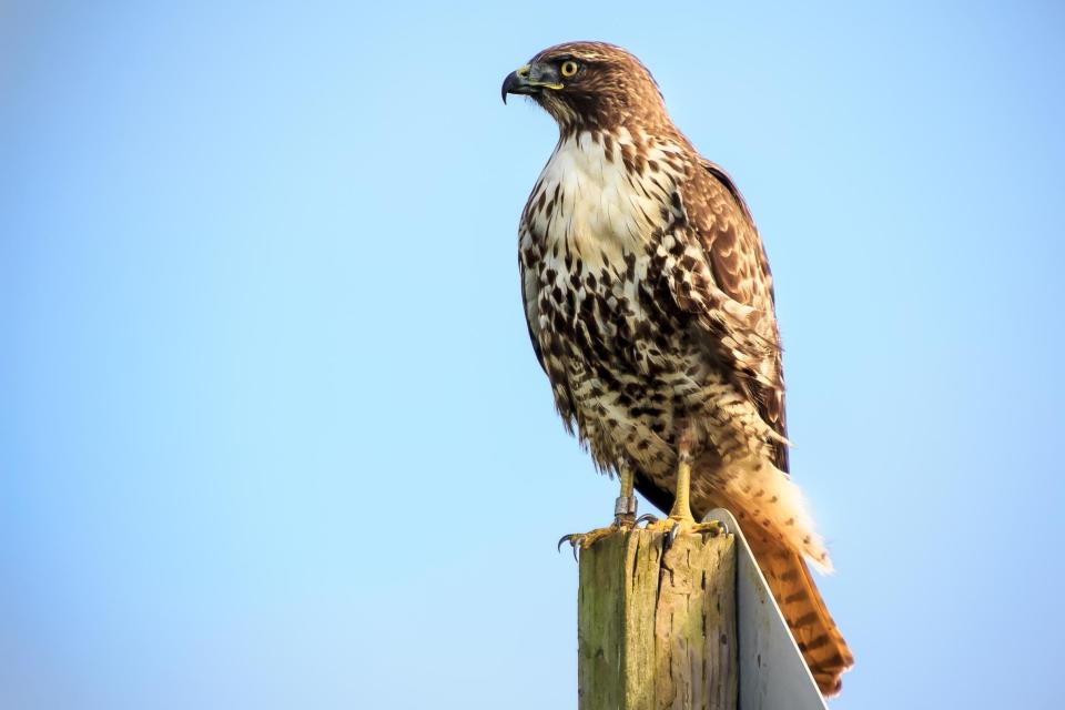 Red-Tailed Hawk