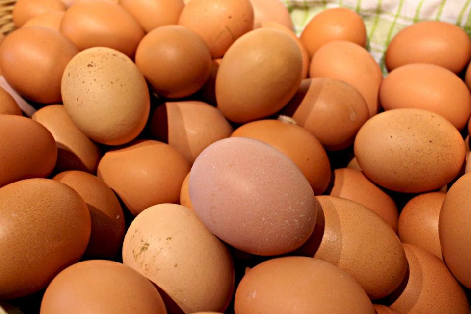 5,580萬顆過期進口蛋轉做堆肥，農業部表示，4月底、5月完成。(示意圖/Pixabay)