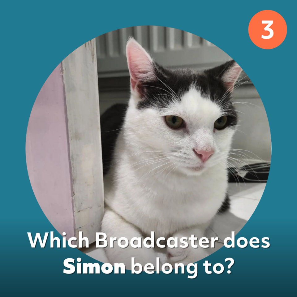 simon cat quiz