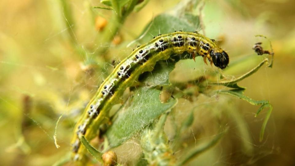 A caterpillar of the invasive box-tree moth crawls on box tree leaves.