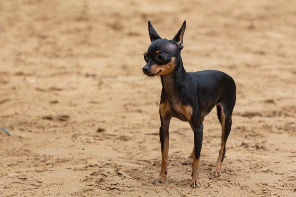 the english toy terrier black tan is a small breed of terrier in the toy dog group