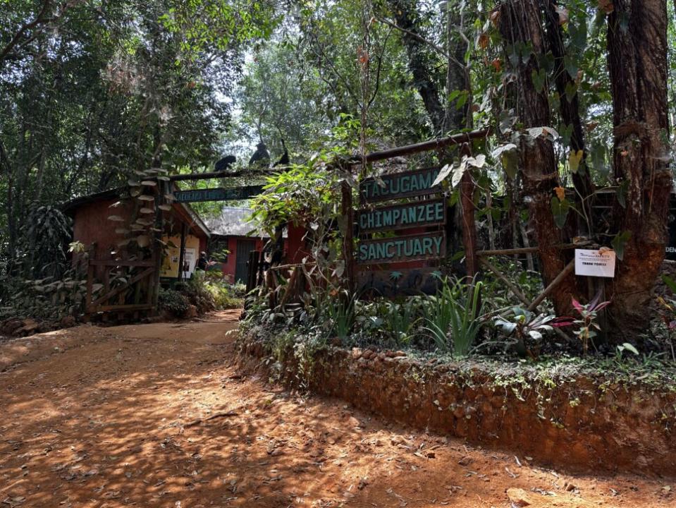 Tacugama Chimpanzee Sanctuary in Sierra Leone