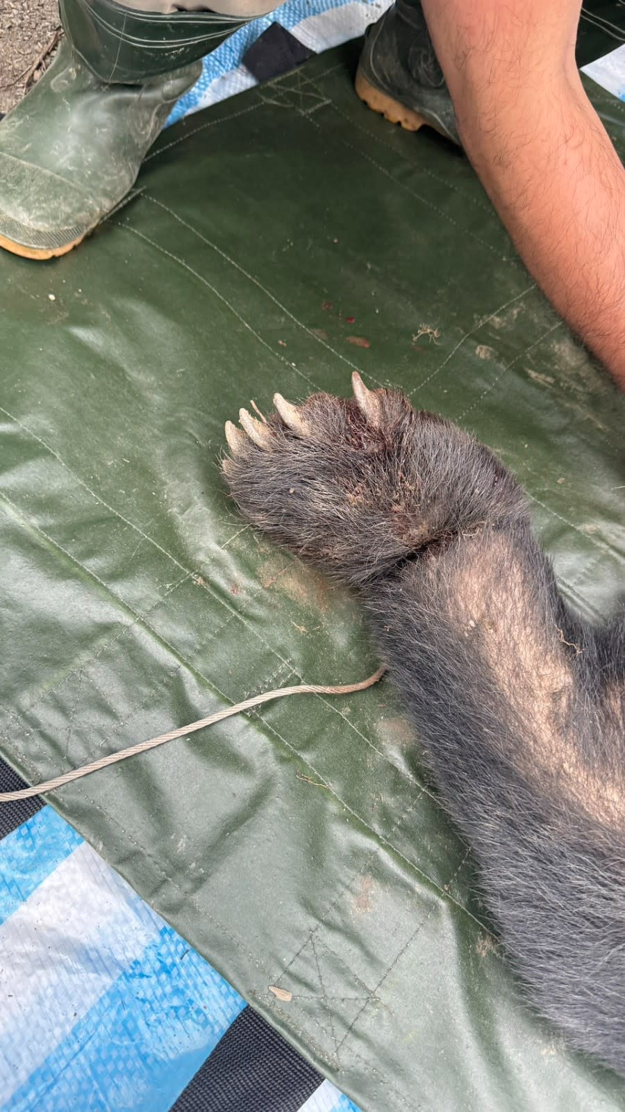 救援受困陷阱的黑熊「達古阿里」。林業及自然保育署花蓮分署提供