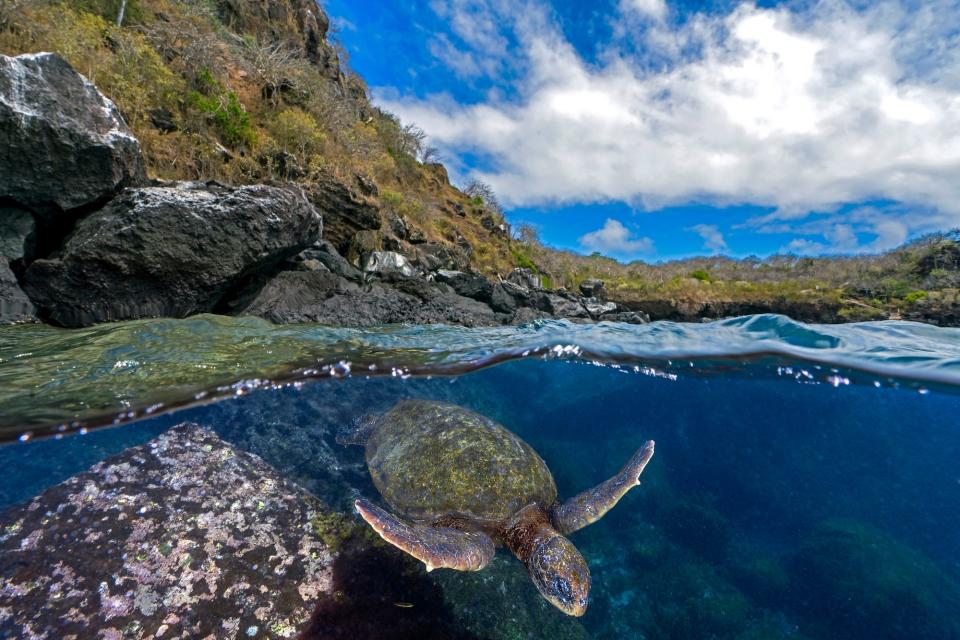 A green sea turtle in San Cristóbal, Galápagos Islands, Ecuador