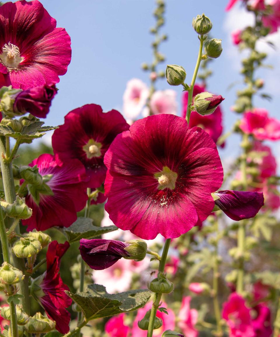 pink hollyhocks