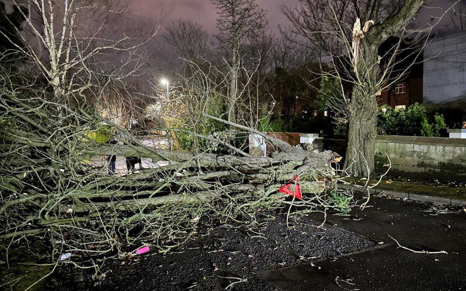 A tree branch fallen on Notting Hill road in south Belfast