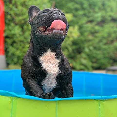 french bulldog in dog pool