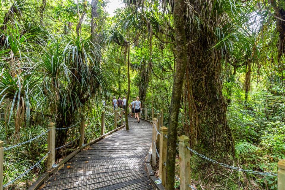 Waipoua is a biologically rich woodland in New Zealand (Shutterstock / NataliaCatalina.com)