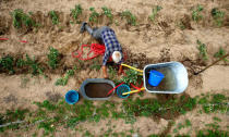 Yuri Baikov, 69, plants tomatoes at his small farm, situated in a forest near the village of Yukhovichi, Belarus, June 21, 2018. REUTERS/Vasily Fedosenko