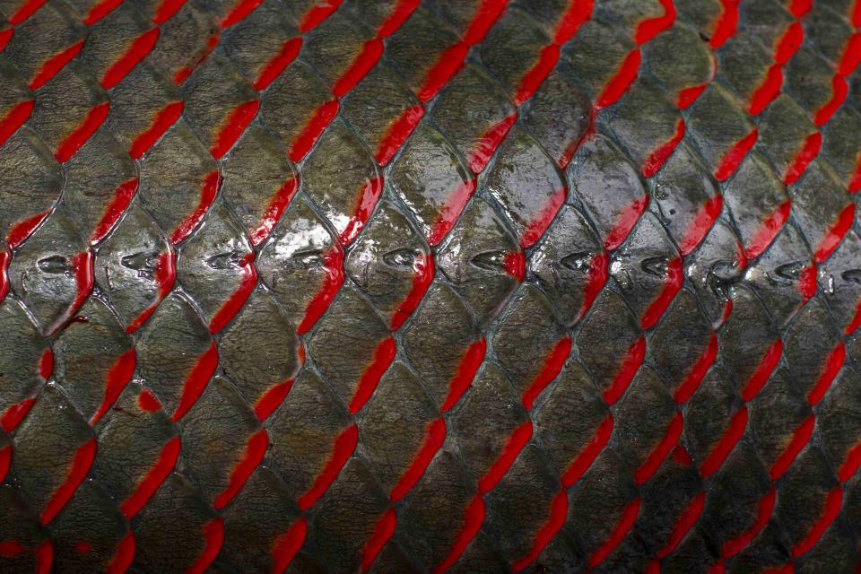 The skin of an arapaima is pictured after being fished by villagers from the Rumao Island community out of a branch of the Solimoes river