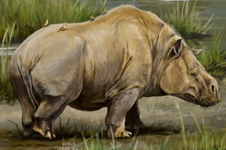 El Toxodon es una especie de gran tamaño, con unos 3.5 metros de largo y 1.60 de alto, y aspecto y forma de vida similares a los hipopótamos